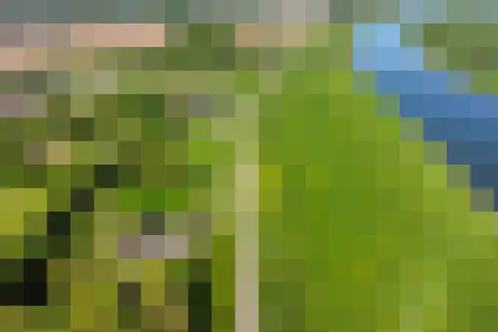 Maasdijk 5 Overlangel thumbnail 48