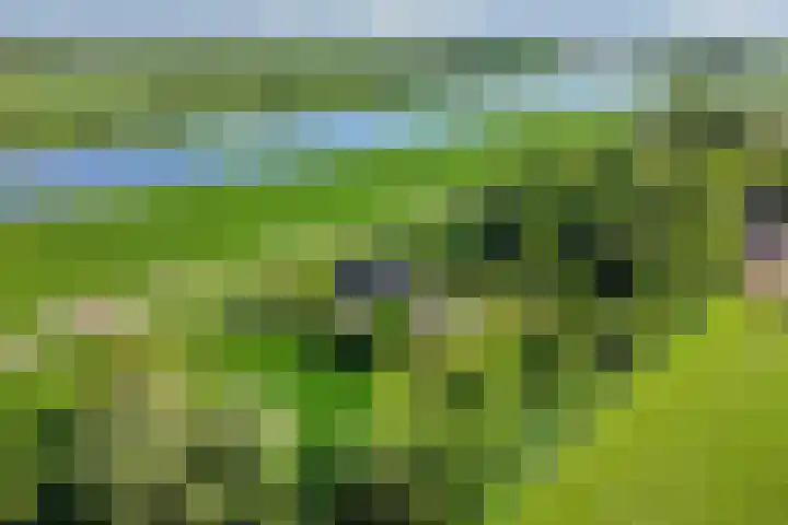 Maasdijk 5 Overlangel thumbnail 49