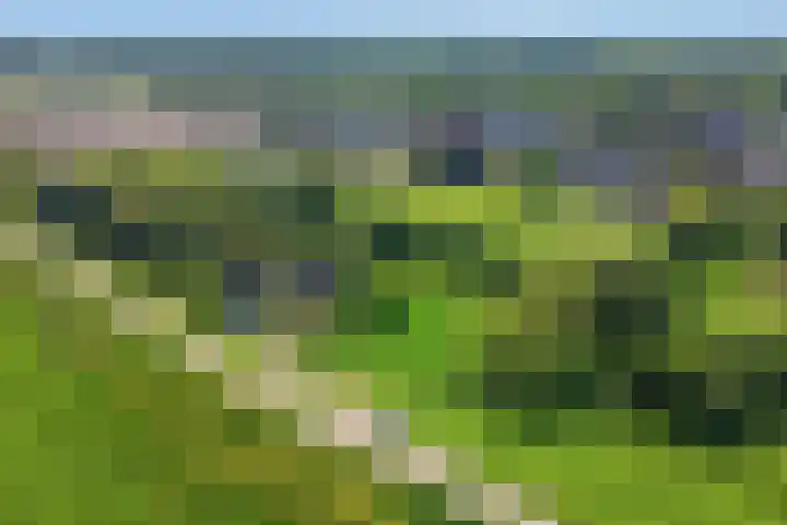 Maasdijk 5 Overlangel thumbnail 50