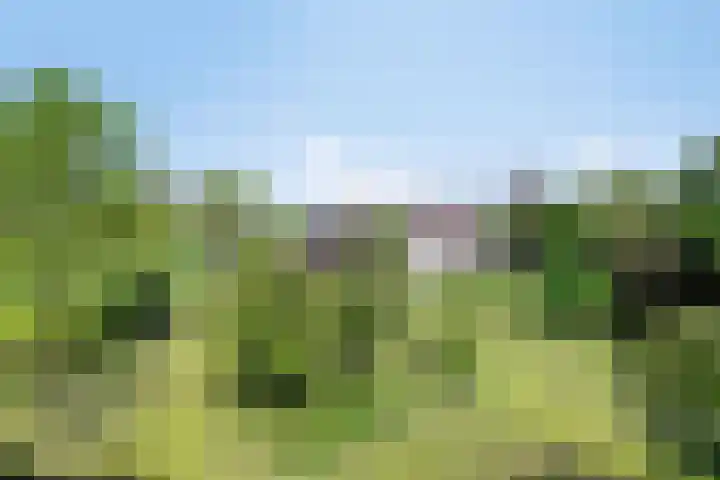 Maasdijk 5 Overlangel thumbnail 58