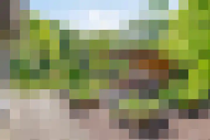 Maasdijk 5 Overlangel thumbnail 59