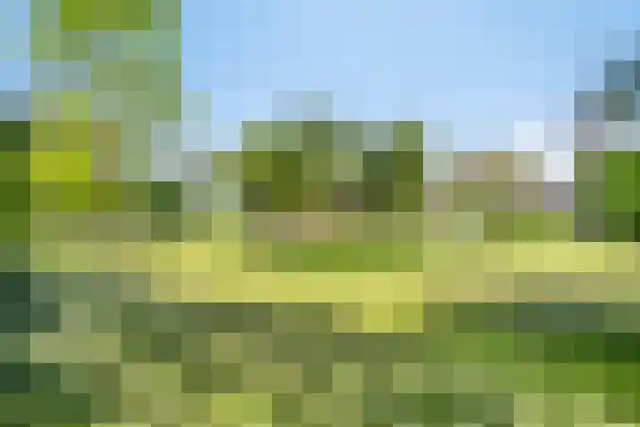 Maasdijk 5 Overlangel thumbnail 6