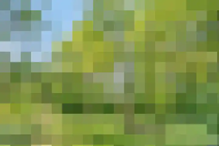 Maasdijk 5 Overlangel thumbnail 64