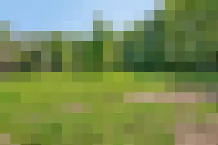 Maasdijk 5 Overlangel thumbnail 67