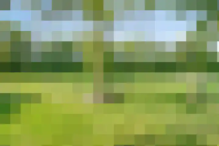 Maasdijk 5 Overlangel thumbnail 8