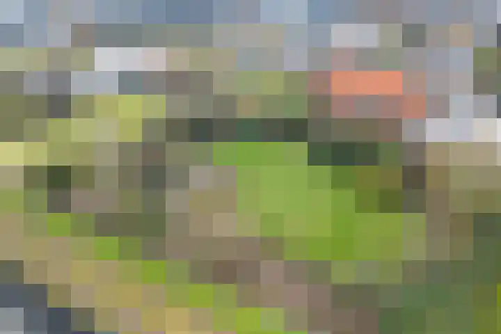 Maasdijk 58 Maasdijk thumbnail 11