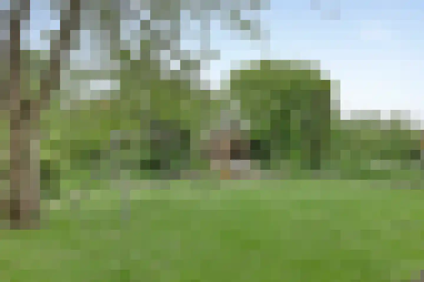 Maasdijk 68 Demen thumbnail 55