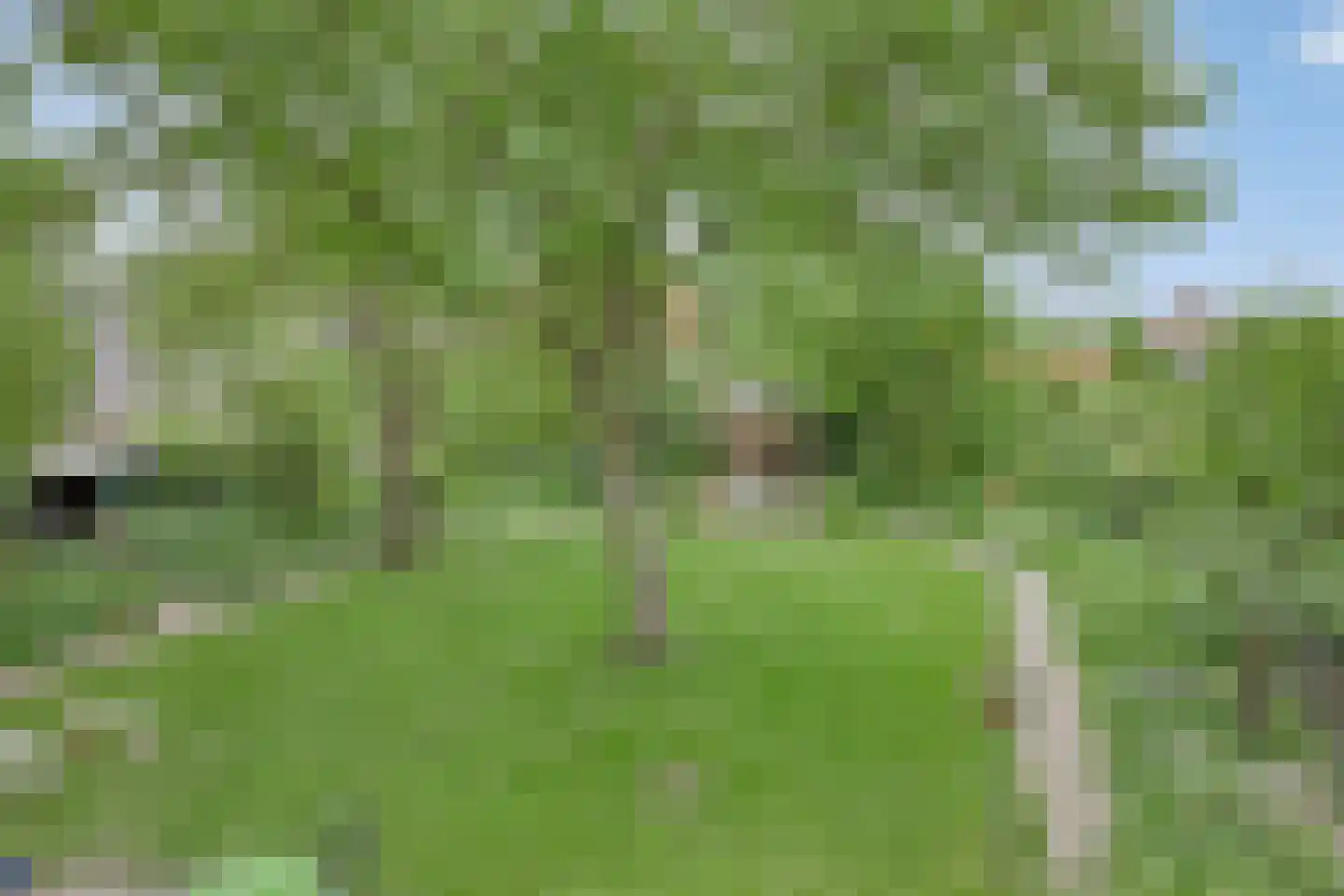 Maasdijk 68 Demen thumbnail 56