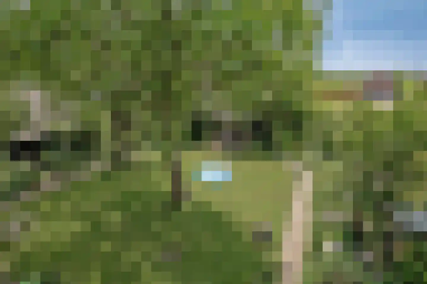Maasdijk 68 Demen thumbnail 63
