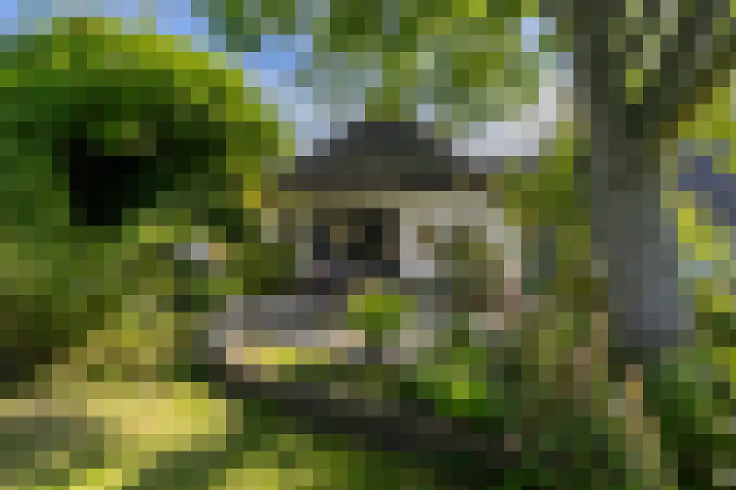 Maasdijk 7 Nederhemert thumbnail 36
