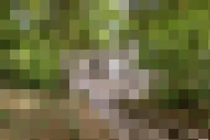 Maasdijk 70 Demen thumbnail 37