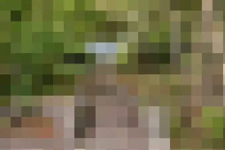 Maasdijk 70 Demen thumbnail 38