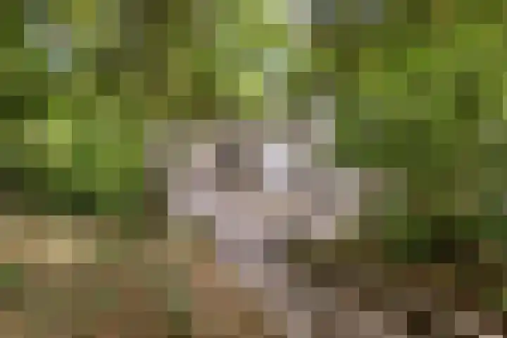 Maasdijk 70 Demen thumbnail 4