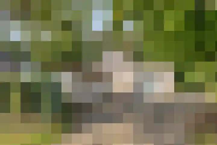 Maasdijk 70 Demen thumbnail 40