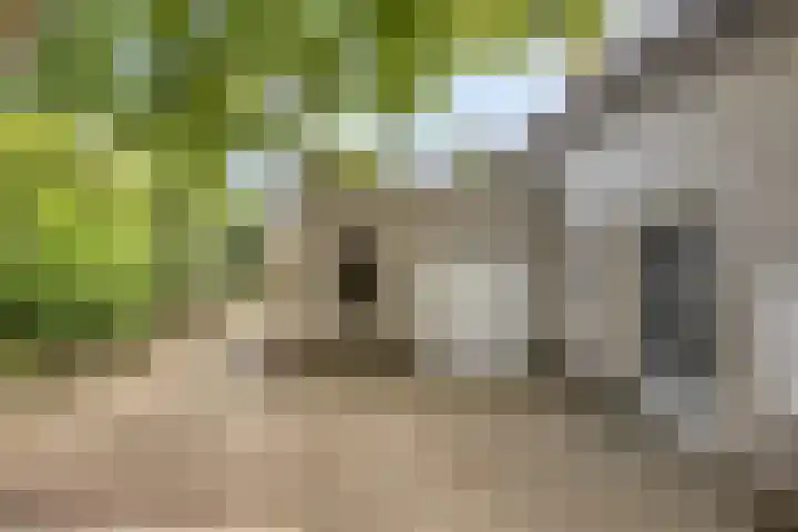 Maasdijk 70 Demen thumbnail 42