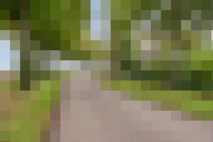 Maasdijk 70 Demen thumbnail 6