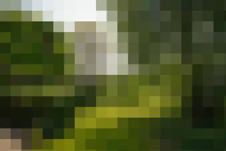 Maasdijk 71 Poederoijen thumbnail 32