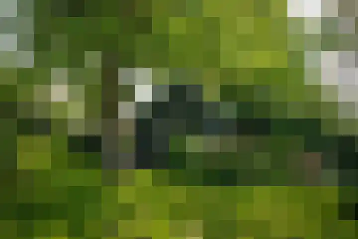 Maasdijk 71 Poederoijen thumbnail 33