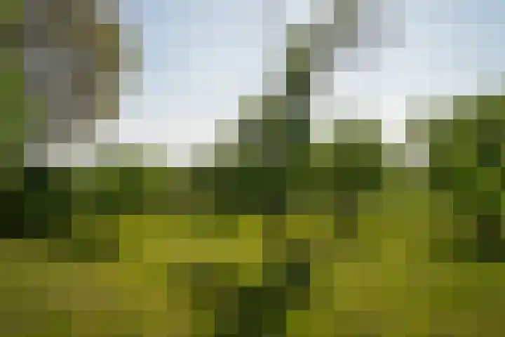 Maasdijk 71 Poederoijen thumbnail 46