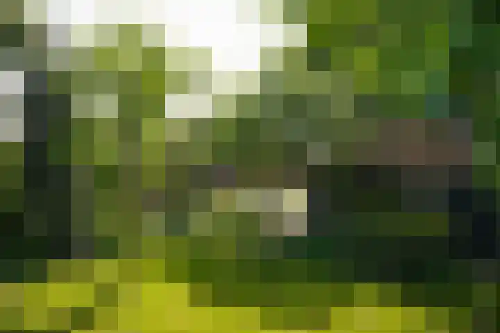 Maasdijk 71 Poederoijen thumbnail 52