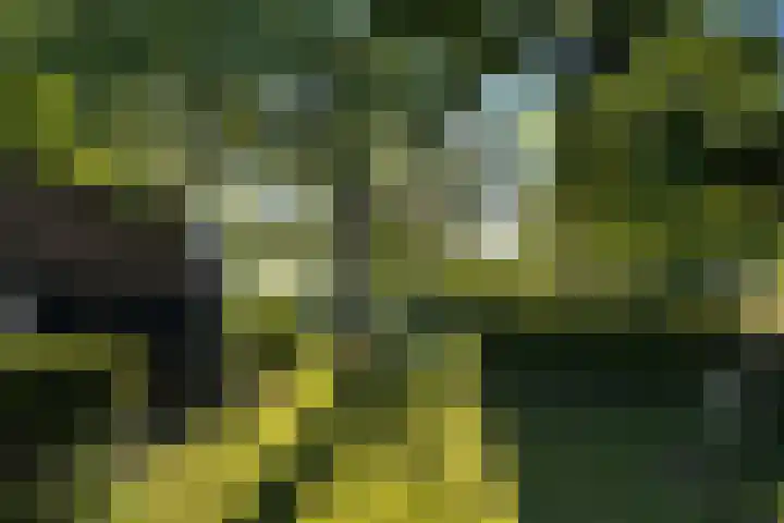 Maasdijk 71 Poederoijen thumbnail 53