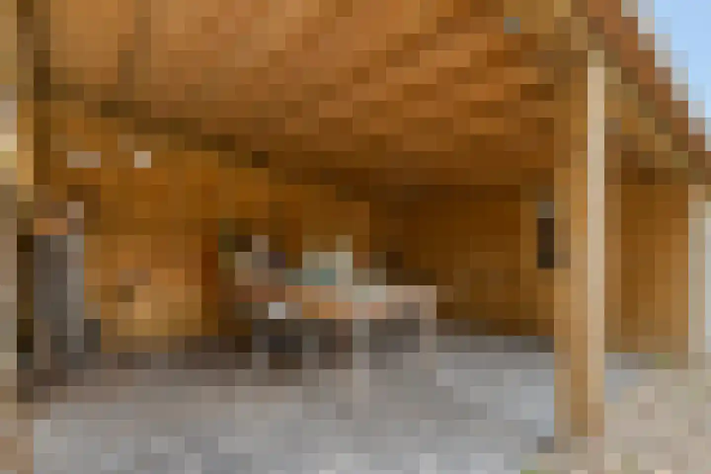 Maasdijk 79 Dieden thumbnail 37