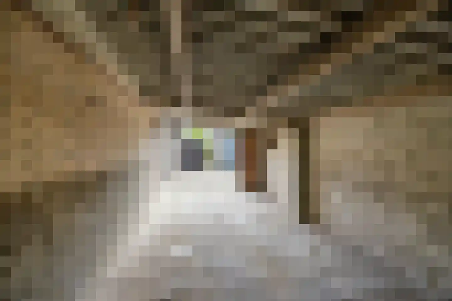 Maaseikerweg 52 Holtum thumbnail 51