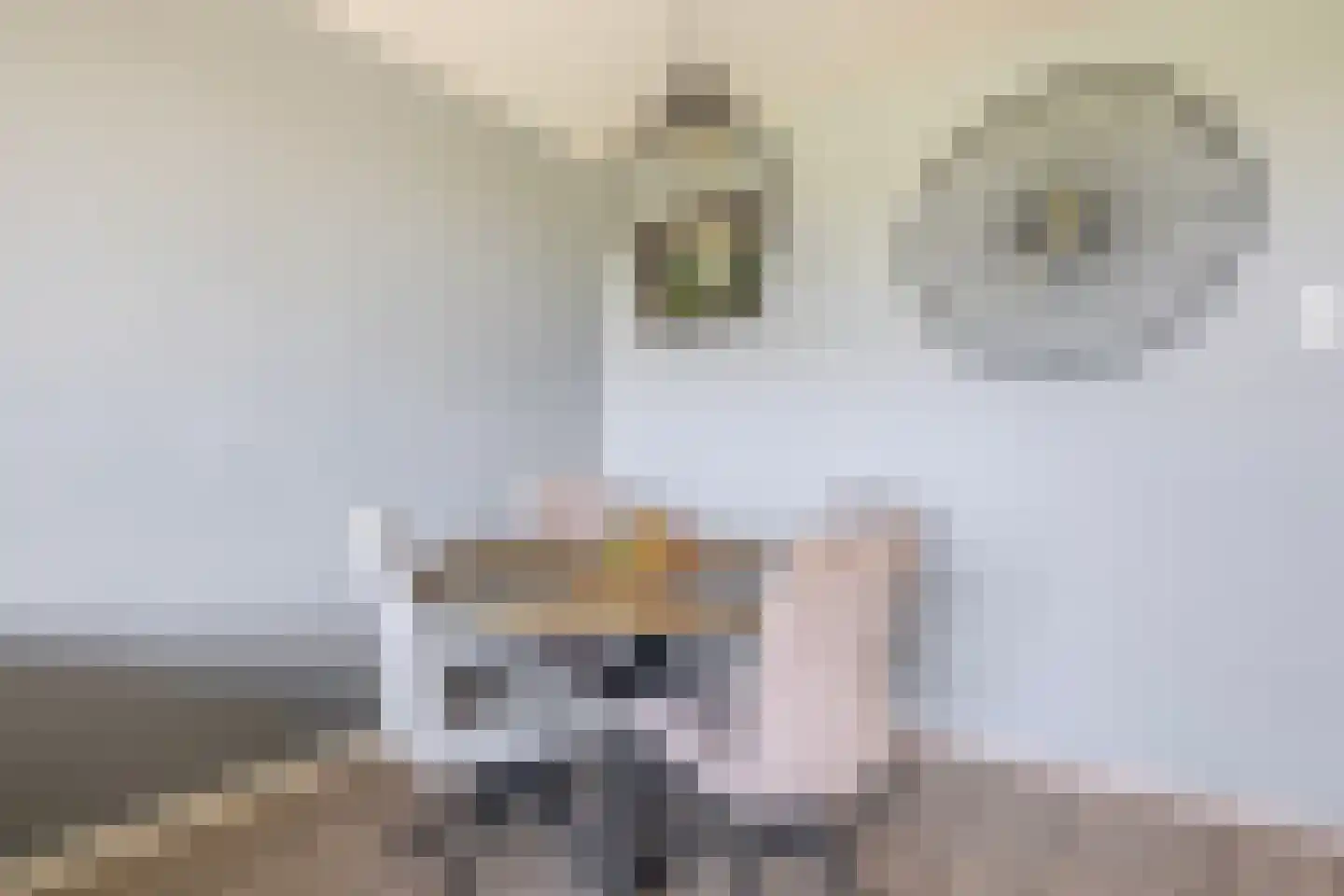 Maaskade 66 Venlo thumbnail 13