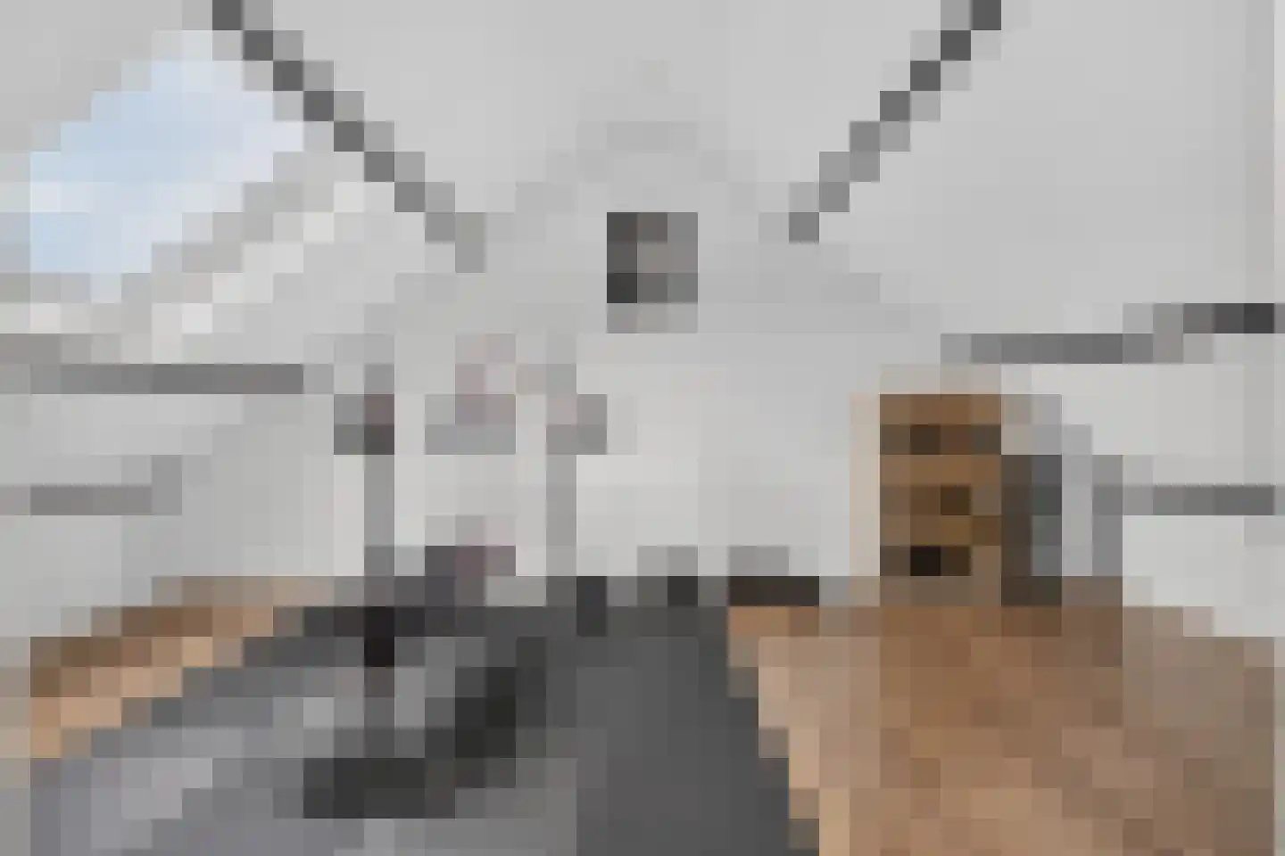 Maassingel 58 Deurne thumbnail 25