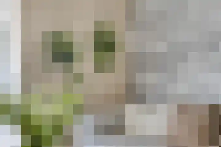 Maatschappijstraat 31 Helenaveen thumbnail 18