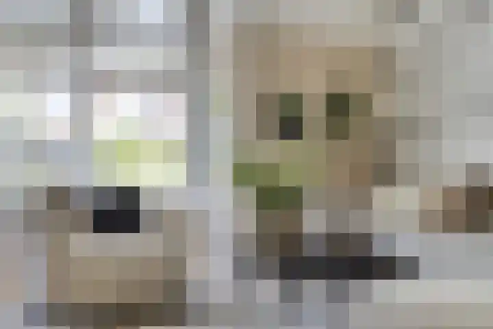 Maatschappijstraat 31 Helenaveen thumbnail 19