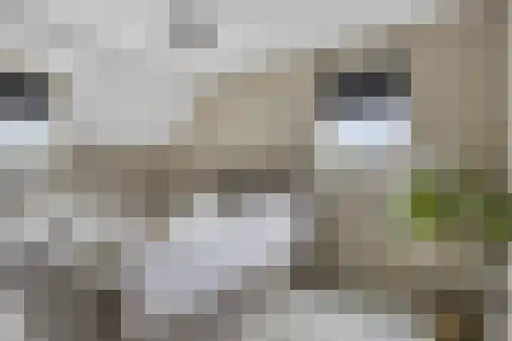 Maatschappijstraat 6 Helenaveen thumbnail 20