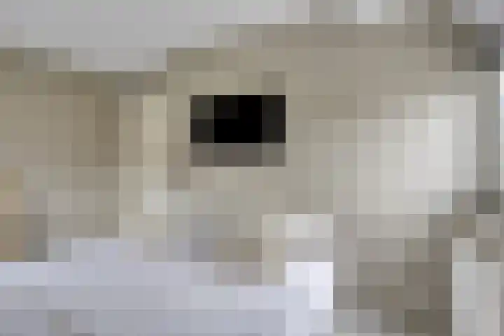 Maatschappijstraat 6 Helenaveen thumbnail 21
