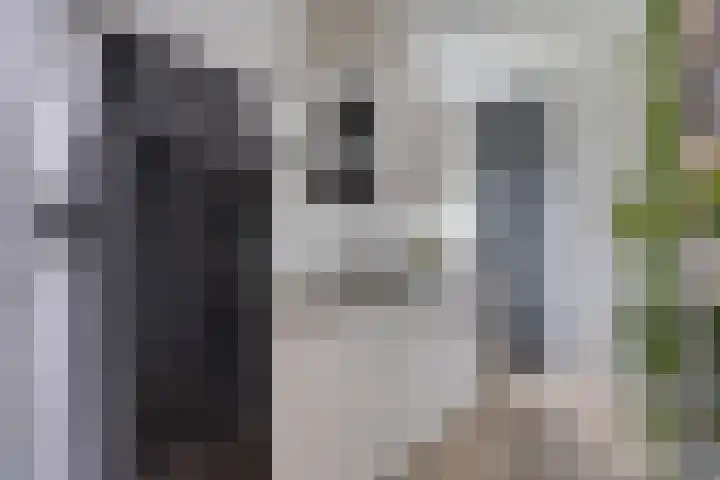 Maatschappijstraat 6 Helenaveen thumbnail 38