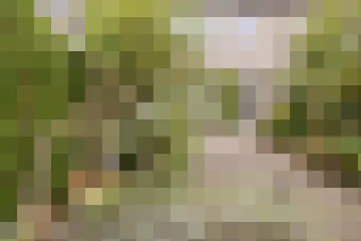 Mackayhof 11 Rijen thumbnail 29