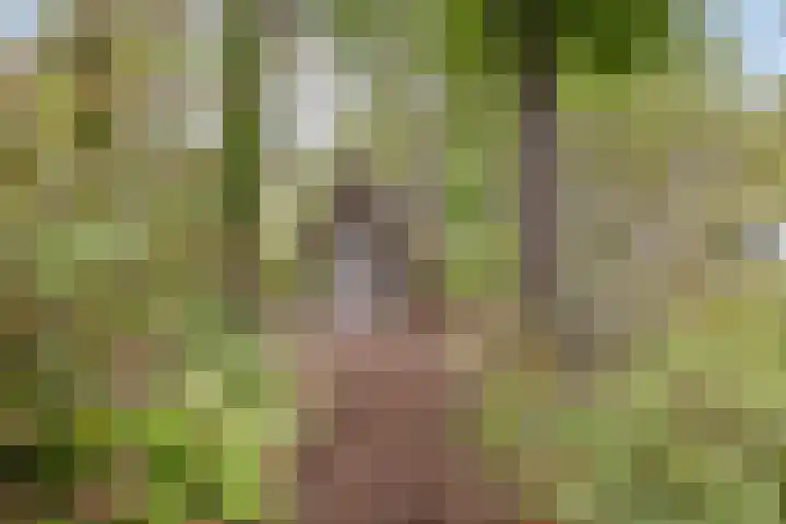 Mackayhof 11 Rijen thumbnail 53