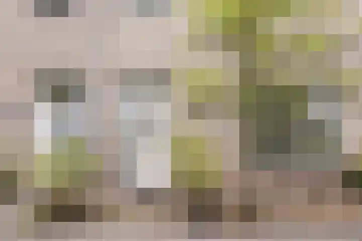 Mackayhof 11 Rijen thumbnail 8