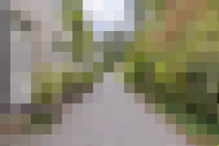 Mackayhof 11 Rijen thumbnail 9