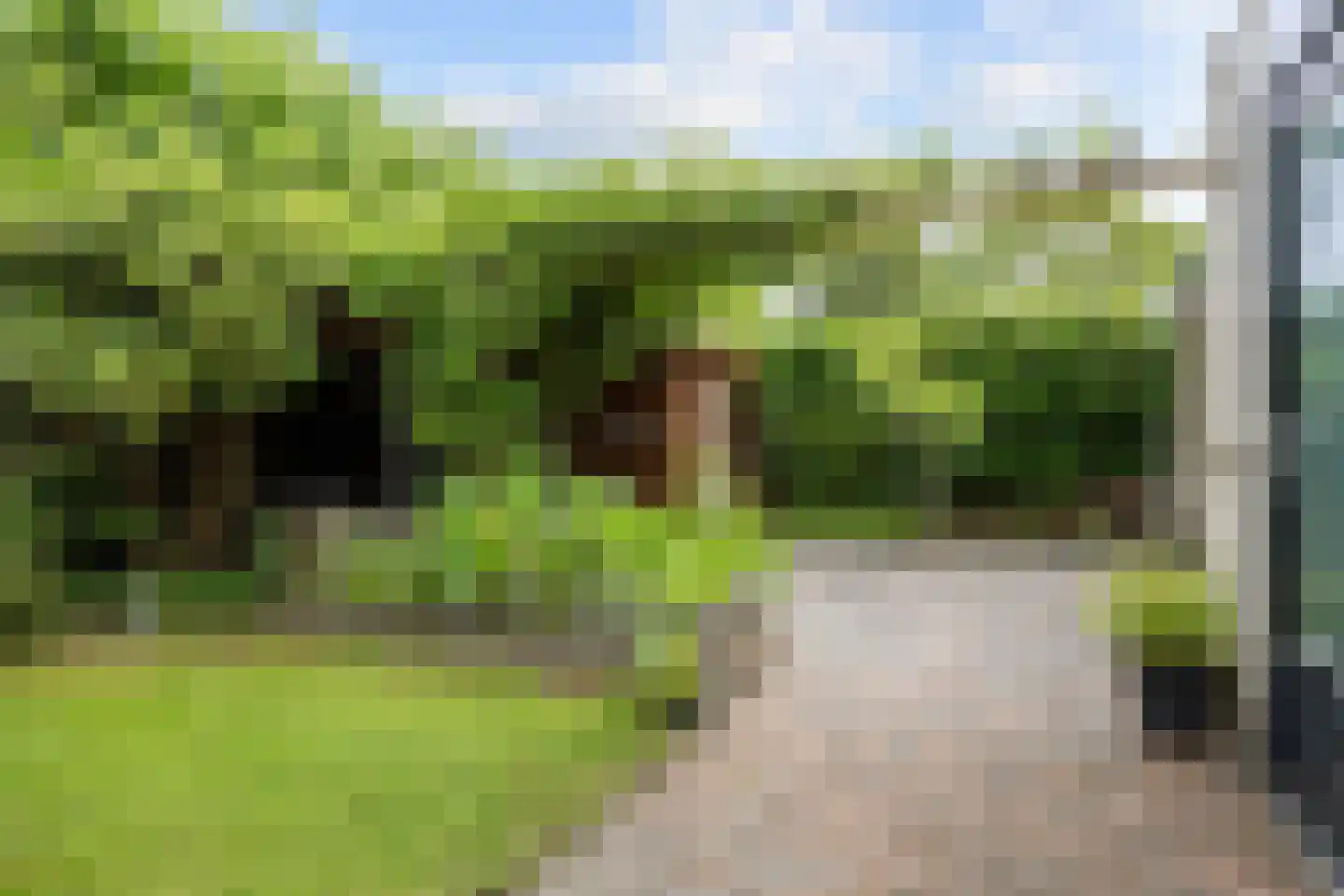Madelief 11 Eelde thumbnail 25
