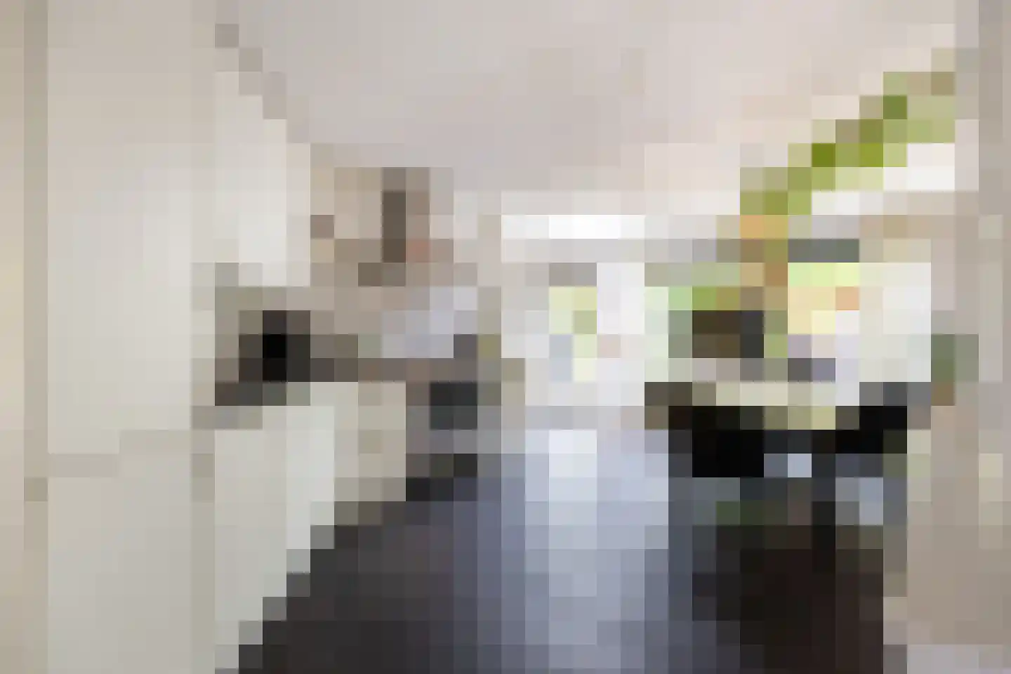 Madelief 11 Eelde thumbnail 8