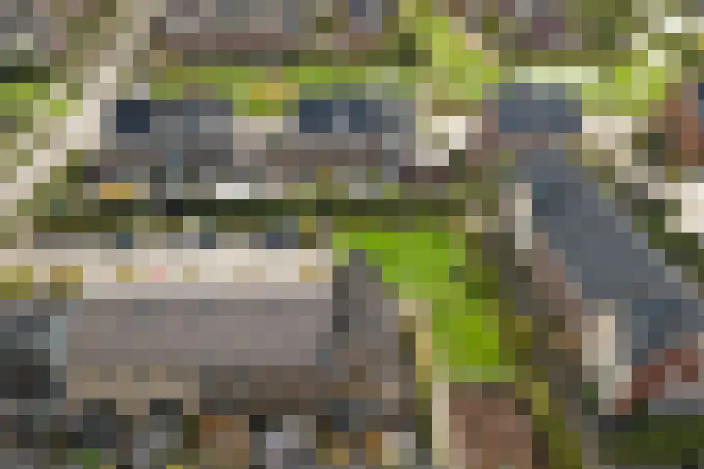 Madelief 14 Bodegraven thumbnail 58