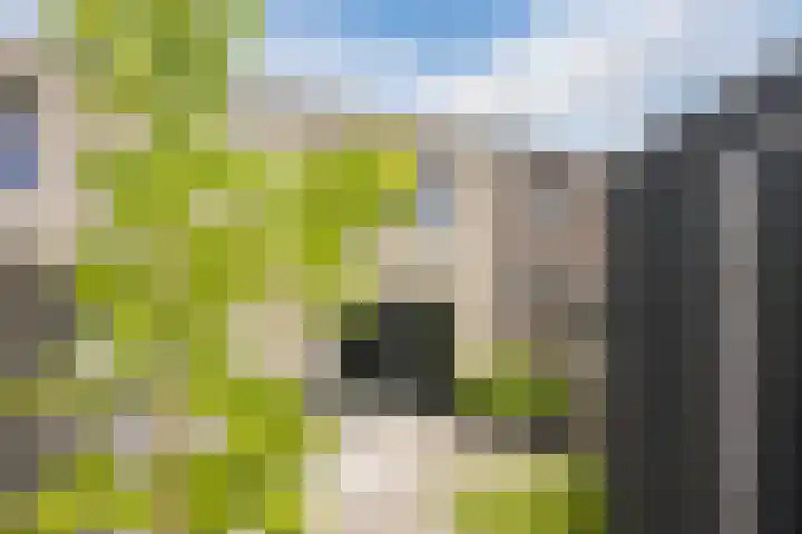 Madelief 20 Bodegraven thumbnail 36