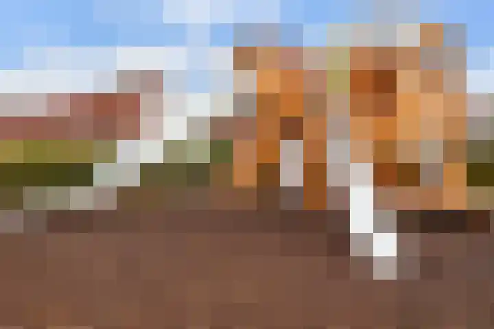 Madelief 9 Pijnacker thumbnail 39