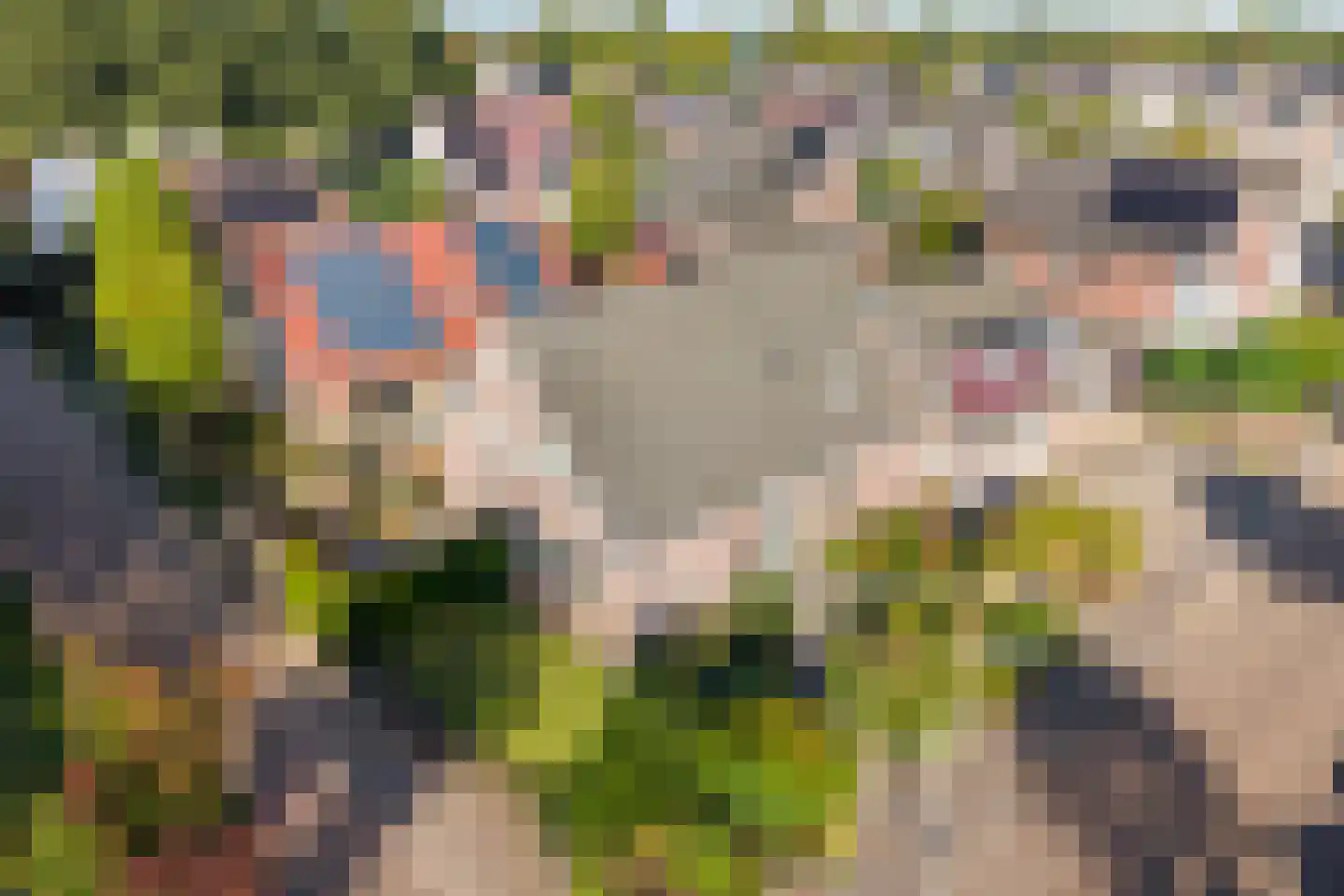 Madeliefje 15 Hardenberg