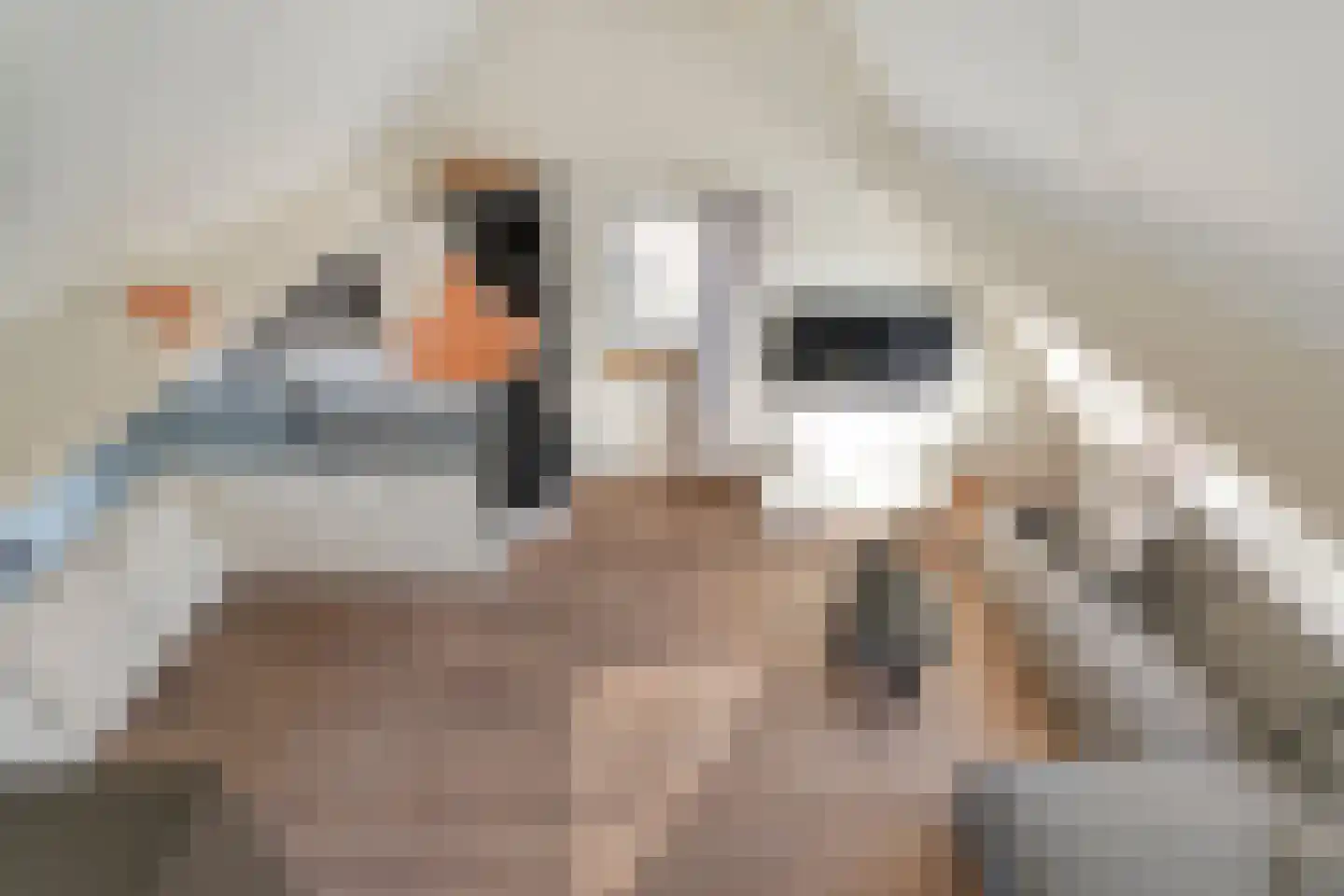 Madeliefje 15 Hardenberg thumbnail 6