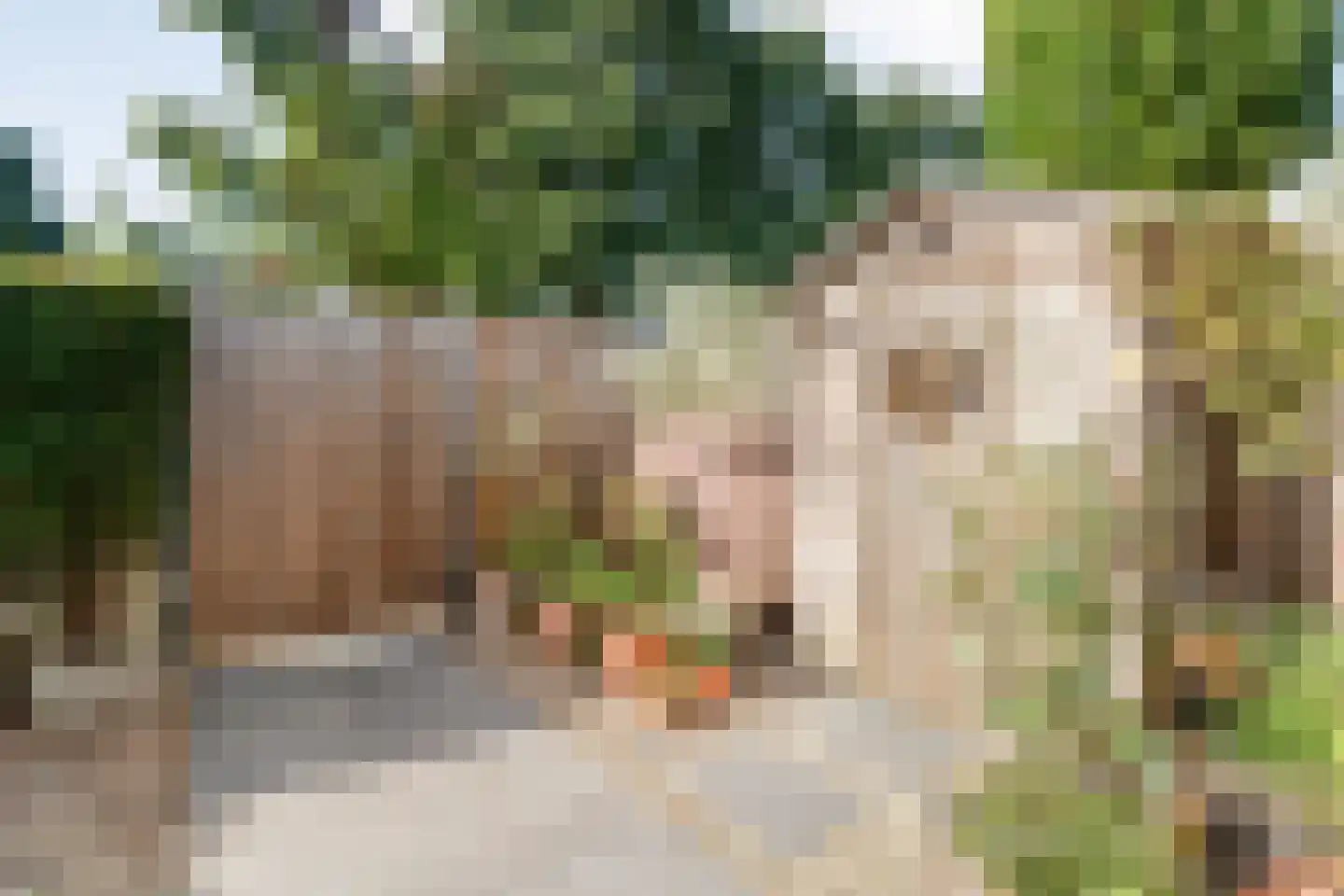 Madeliefje 15 Hardenberg thumbnail 92