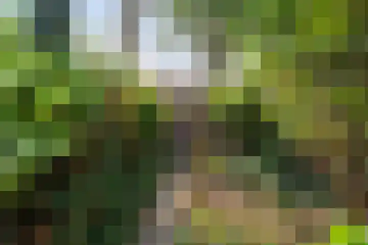 Madelieven 2 Wateringen thumbnail 19