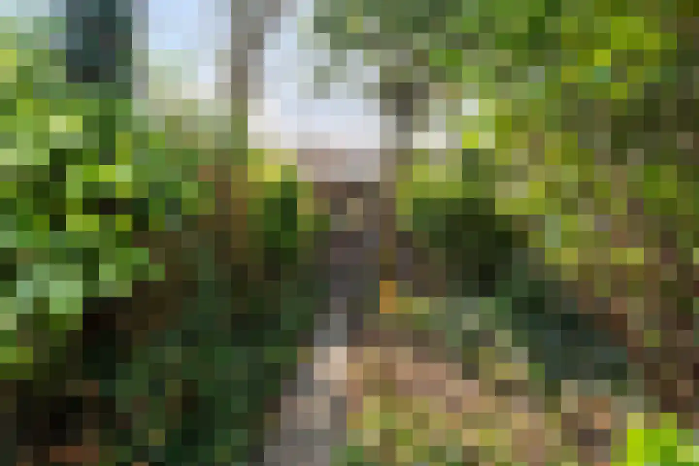 Madelieven 2 Wateringen thumbnail 19