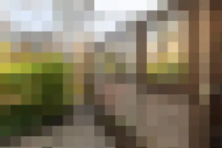 Madelieven 2 Wateringen thumbnail 20