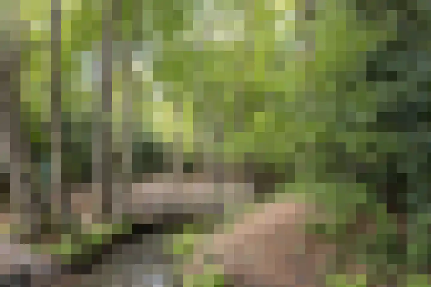 Maesdammerlaan 11 G Bergen (NH) thumbnail 31